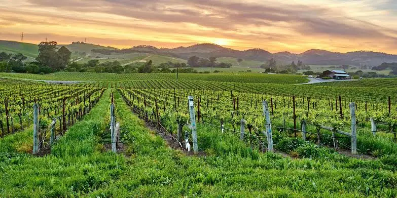 Galt to Lodi and Amador Wine Tours
